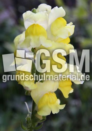 Löwenmaul-005.jpg